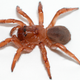 An image of an unidentified species of Moggridgea. Image Credit: Jason Bond via Wikimedia Commons